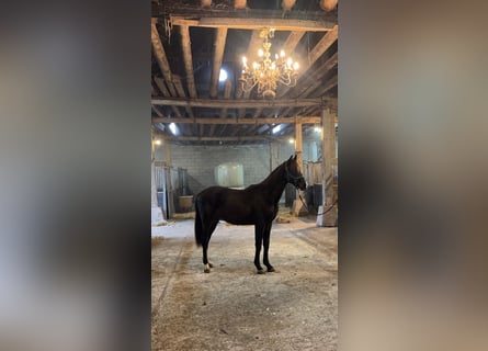 KWPN, Hongre, 2 Ans, 160 cm, Bai