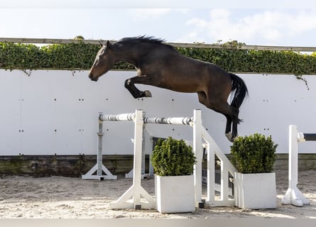 KWPN, Hongre, 3 Ans, 159 cm, Bai