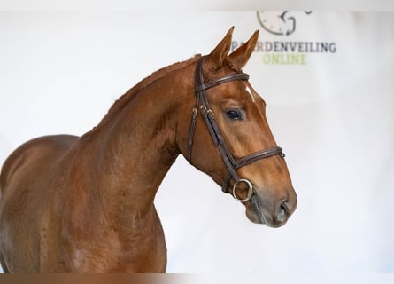 KWPN, Hongre, 3 Ans, 165 cm, Alezan brûlé