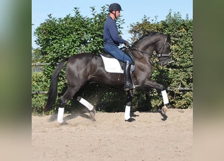 KWPN, Hongre, 3 Ans, 165 cm, Bai brun foncé