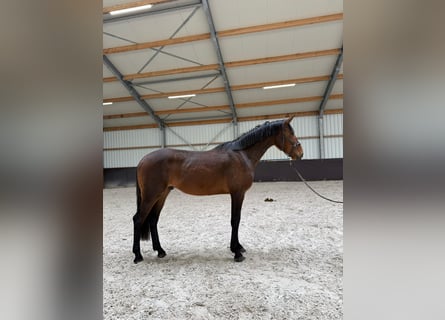 KWPN, Hongre, 3 Ans, 167 cm, Bai