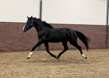 KWPN, Hongre, 3 Ans, 167 cm, Noir