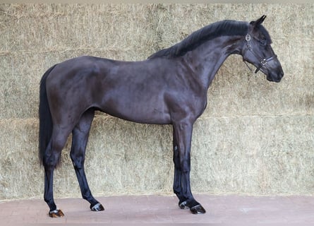 KWPN, Hongre, 3 Ans, 167 cm, Noir