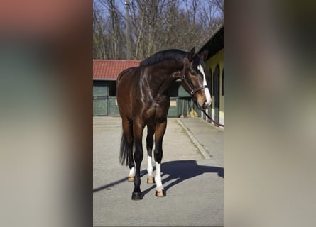 KWPN, Hongre, 3 Ans, 168 cm, Bai brun