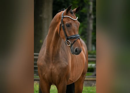 KWPN, Hongre, 3 Ans, 168 cm, Bai KWPN, Hongre, 3 Ans, 168 cm, Bai