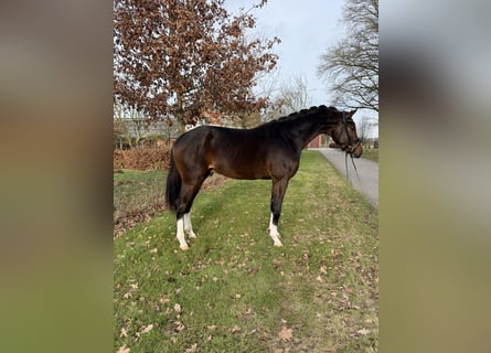 KWPN, Hongre, 3 Ans, 169 cm, Bai brun