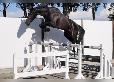KWPN, Hongre, 3 Ans, 169 cm, Bai brun foncé