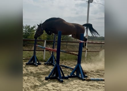 KWPN, Hongre, 3 Ans, 169 cm, Bai