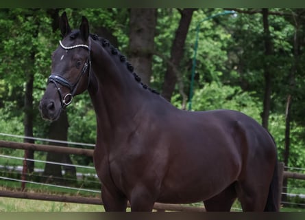 KWPN, Hongre, 3 Ans, 169 cm, Noir
