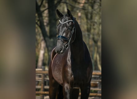 KWPN, Hongre, 3 Ans, 169 cm, Noir