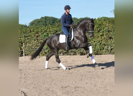 KWPN, Hongre, 3 Ans, 170 cm, Noir