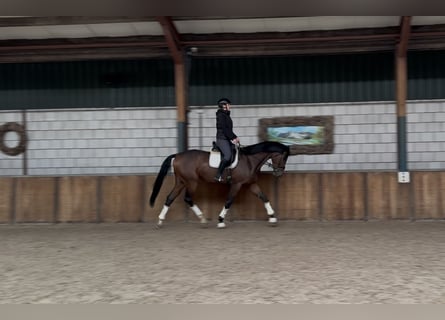 KWPN, Hongre, 3 Ans, 177 cm, Bai