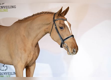 KWPN, Hongre, 3 Ans, 178 cm, Alezan brûlé