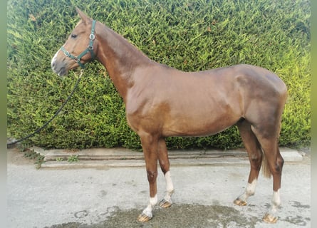 KWPN, Hongre, 3 Ans, Alezan