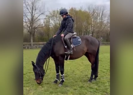 KWPN, Hongre, 4 Ans, 163 cm, Bai brun