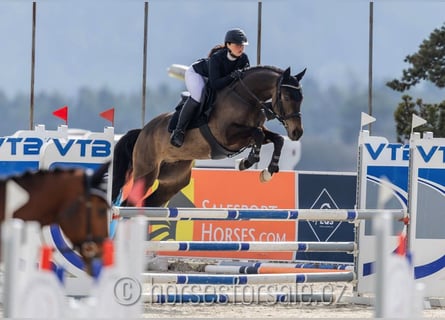 KWPN, Hongre, 4 Ans, 164 cm, Buckskin