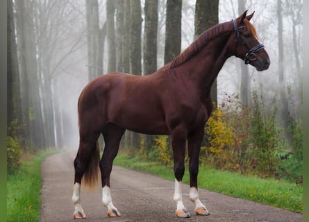 KWPN, Hongre, 4 Ans, 165 cm, Alezan brûlé