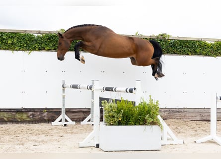 KWPN, Hongre, 4 Ans, 165 cm, Bai