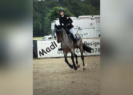 KWPN, Hongre, 4 Ans, 165 cm