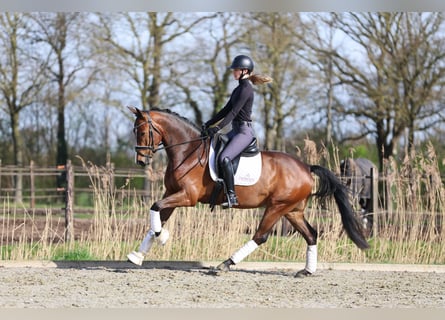 KWPN, Hongre, 4 Ans, 166 cm, Bai