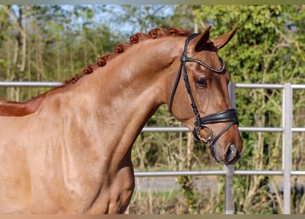 KWPN, Hongre, 4 Ans, 167 cm, Alezan