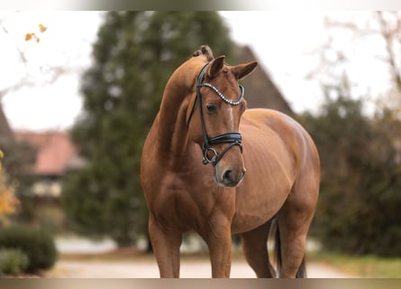 KWPN, Hongre, 4 Ans, 169 cm, Alezan