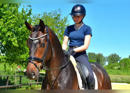 KWPN, Hongre, 4 Ans, 170 cm, Bai