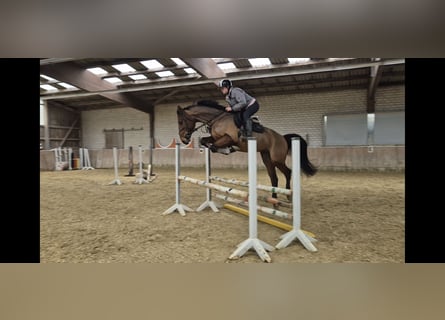 KWPN, Hongre, 4 Ans, 170 cm, Bai