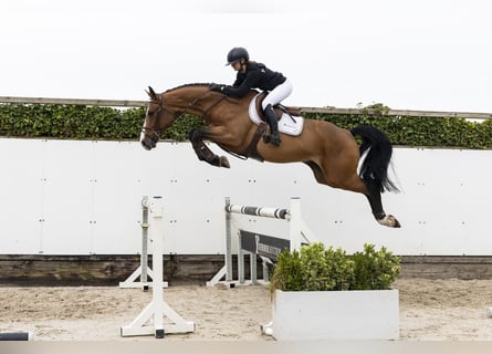 KWPN, Hongre, 4 Ans, 170 cm, Bai