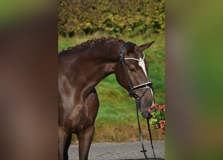 KWPN, Hongre, 4 Ans, 171 cm, Alezan brûlé