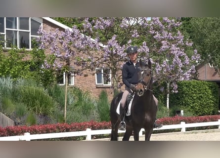 KWPN, Hongre, 4 Ans, 172 cm, Bai brun
