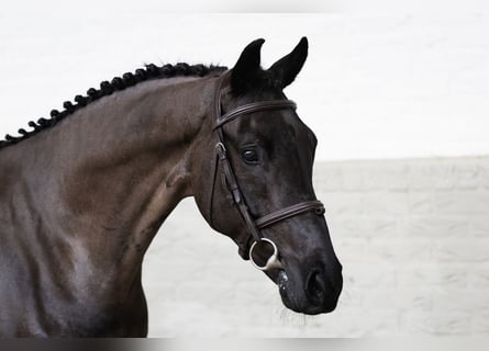 KWPN, Hongre, 5 Ans, 160 cm