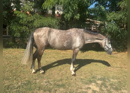 KWPN, Hongre, 5 Ans, 162 cm, Gris