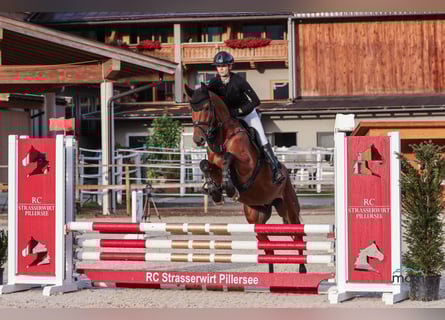 KWPN, Hongre, 5 Ans, 165 cm, Bai