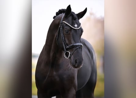 KWPN, Hongre, 5 Ans, 167 cm, Noir
