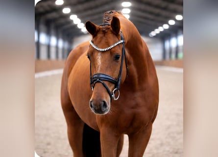 KWPN, Hongre, 5 Ans, 168 cm, Alezan