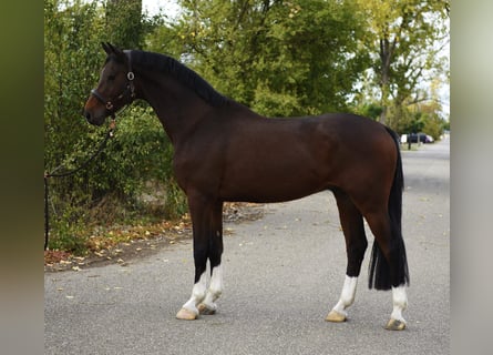 KWPN, Hongre, 5 Ans, 169 cm, Bai brun