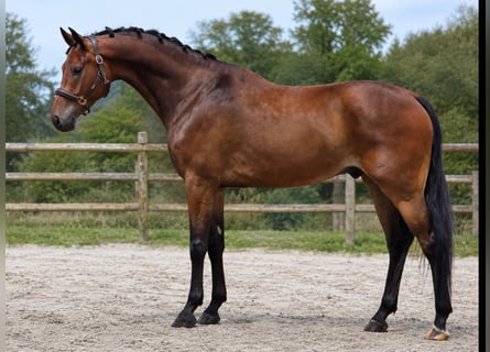 KWPN, Hongre, 5 Ans, 169 cm, Bai cerise