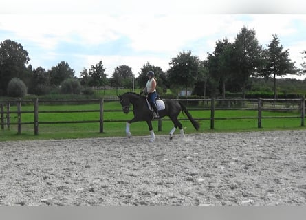 KWPN, Hongre, 5 Ans, 169 cm, Noir