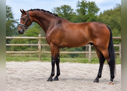 KWPN, Hongre, 5 Ans, 170 cm, Bai cerise