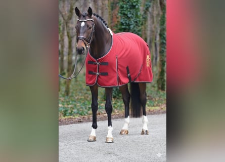 KWPN, Hongre, 5 Ans, 171 cm, Bai brun