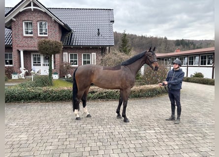 KWPN, Hongre, 5 Ans, 173 cm, Bai