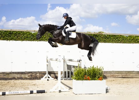 KWPN, Hongre, 5 Ans, 173 cm, Noir