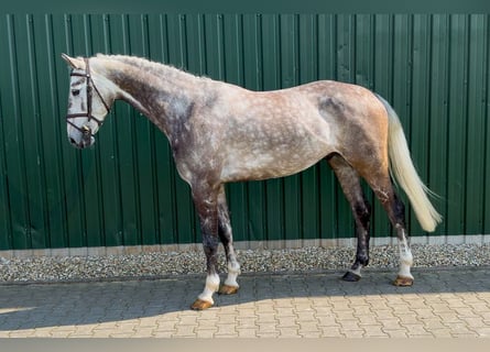 KWPN, Hongre, 5 Ans, Gris