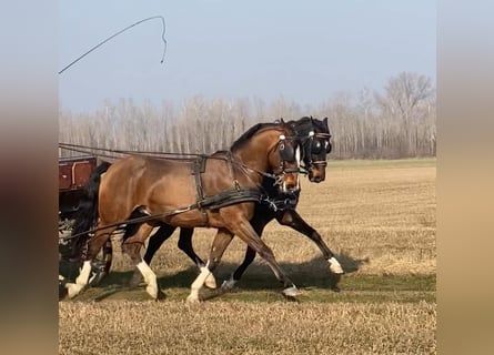 KWPN Croisé, Hongre, 6 Ans, 160 cm, Bai cerise