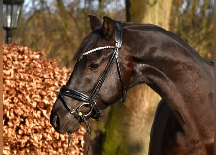 KWPN, Hongre, 6 Ans, 162 cm, Noir