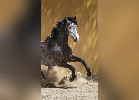 KWPN, Hongre, 6 Ans, 166 cm, Gris pommelé