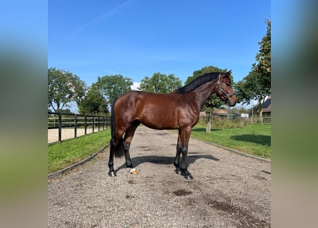 KWPN, Hongre, 6 Ans, 169 cm, Bai cerise