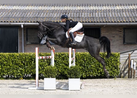 KWPN, Hongre, 6 Ans, 171 cm