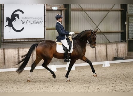 KWPN, Hongre, 6 Ans, 172 cm, Bai cerise